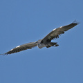 white-necked-heron-IMG_6248-Edit.jpg
