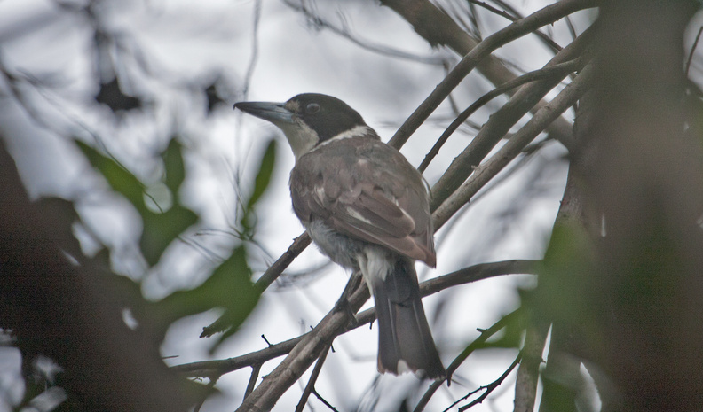 grey-butcherbird-IMG_4556.jpg