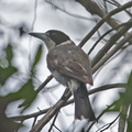 grey-butcherbird-IMG 4556