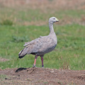 cape-barren-goose-IMG 2858