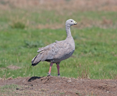 cape-barren-goose-IMG 2858