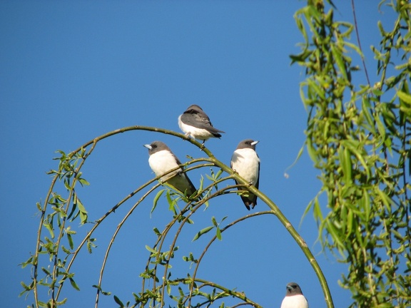 white-breasted-woodswallow-IMG 0322-Edit