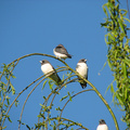 white-breasted-woodswallow-IMG_0322-Edit.jpg