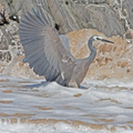 white-faced-heron-IMG 0979