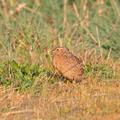 brown-quail-IMG 0341