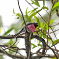 pink-robin-2.jpg