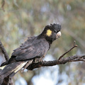 Yellow-tailed-Black-Cockatoo-Edit