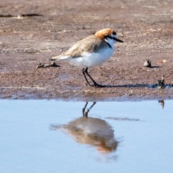 Plovers and Lapwings