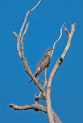 pallid-cuckoo-IMG 0288