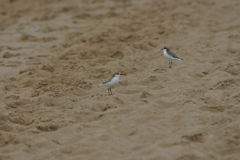 red-capped-plover-IMG 5379-Edit