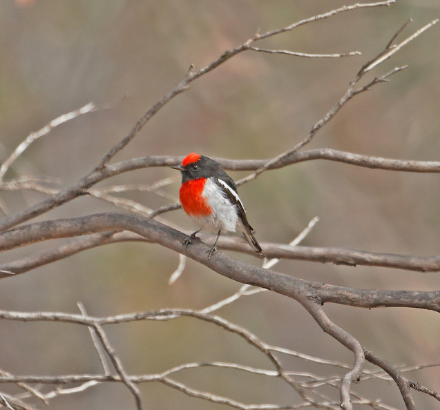 red-capped-robin-IMG_7347_out.jpg