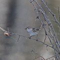 little-grassbird-IMG_2866.jpg