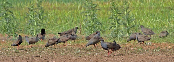black-tailed-native-hen-IMG 0979