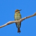 rainbowbird-1