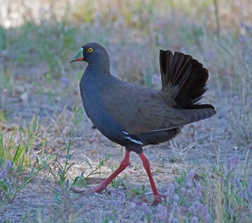 black-tailed-native-hen-IMG 2366
