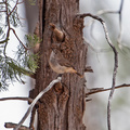 chestnut-rumped-thornbill-IMG_4005.jpg