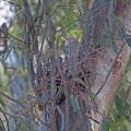 Grey Shrike-thrush nest