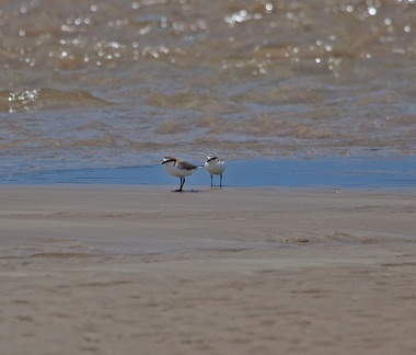 red-capped-plover-IMG 4031