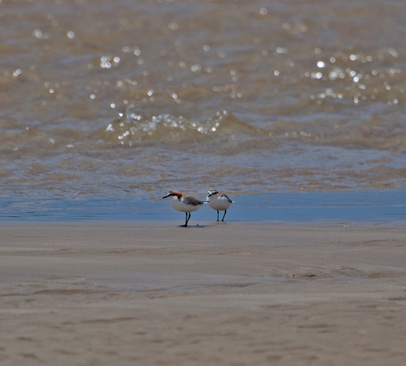 red-capped-plover-IMG 4033