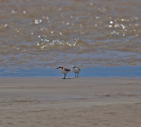 red-capped-plover-IMG 4033