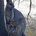 black-wallaby-young-pouch-IMG_3987.jpg
