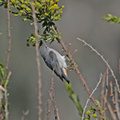 mistletoe-bird-female-IMG_6678.jpg