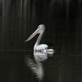 pelican-IMG 6689