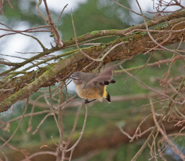 yellow-rumped-thornbill-IMG 2836