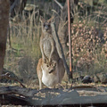 grey-kangaroo-IMG 5877