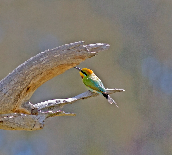 rainbow-bee-eater-IMG 7011
