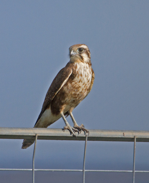 brown-falcon-IMG_0404.jpg