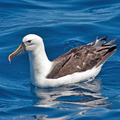 yellow-nosed-albatross