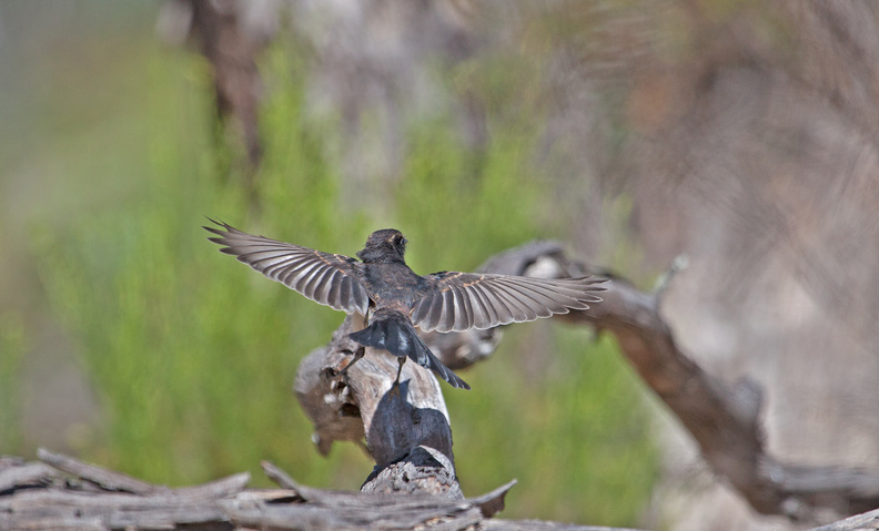 willy-wagtail-IMG_4229.jpg