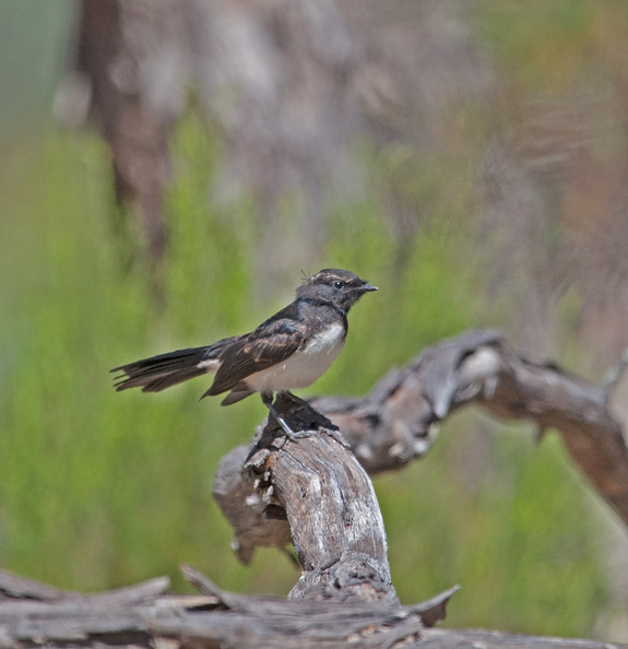willy-wagtail-IMG_4230.jpg