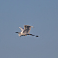 egret-IMG_4164.jpg