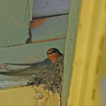 welcome-swallow-nest-IMG_4740.jpg