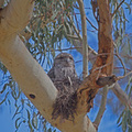 tawny-frogmouth-nest-IMG_3280.jpg