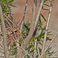 superb-fairy-wren-nest-IMG_1158.jpg