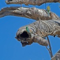 red-rumped-parrot-nest-IMG 1785