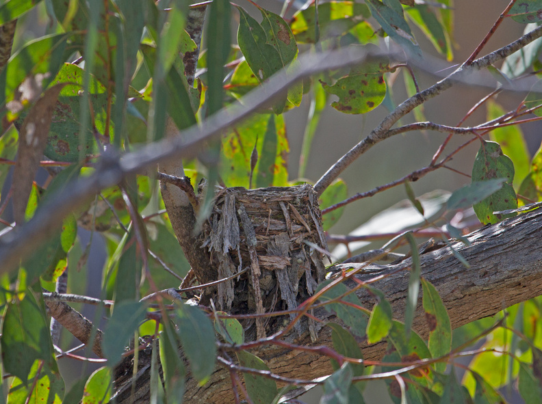 yellow-robin-nest-IMG_5977.jpg