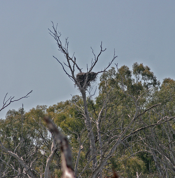 wedgetailed-eagle-nest-IMG_4655.jpg