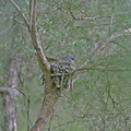yellow-robin-nest