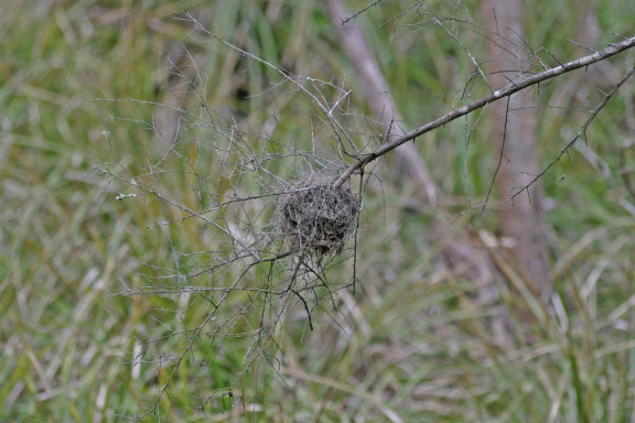 red-browed-finch-nest-103 0373