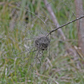 red-browed-finch-nest-103 0373