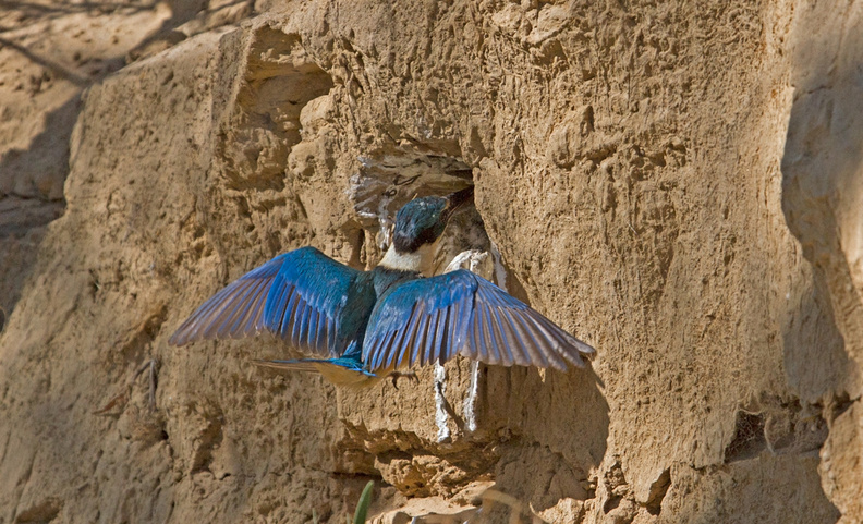 sacred-kingfisher5-nest.jpg