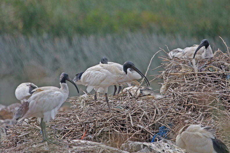 white-ibis-nest-IMG_2422.jpg