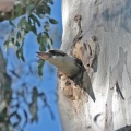 kookaburra-nest.jpg