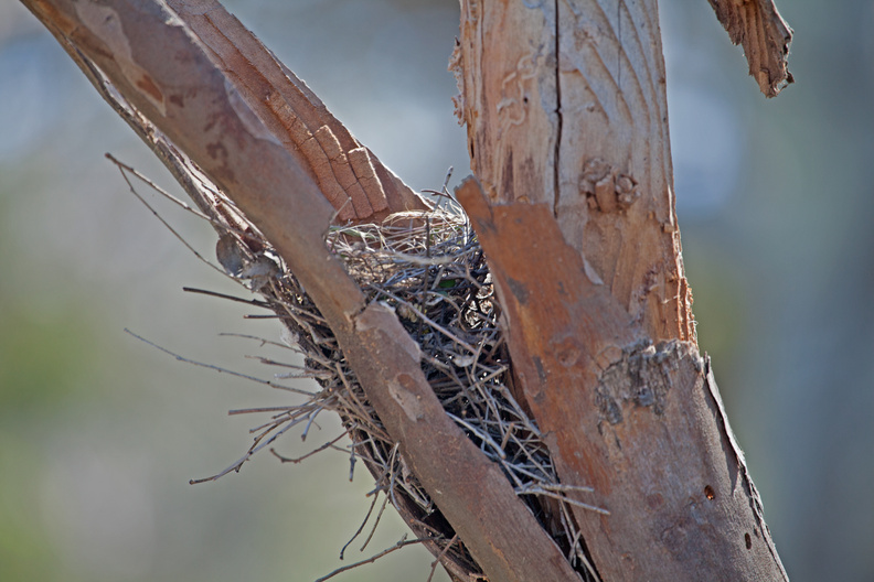 white-browed-woodswallow-nest-IMG_3561.jpg