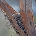 white-browed-woodswallow-nest-IMG 3561