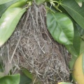 thornbill-nest-IMG 1052